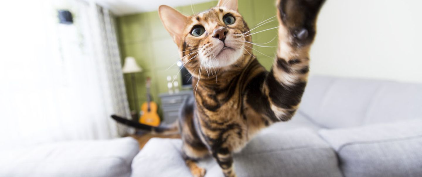 Bengal cat reaching out it's paw