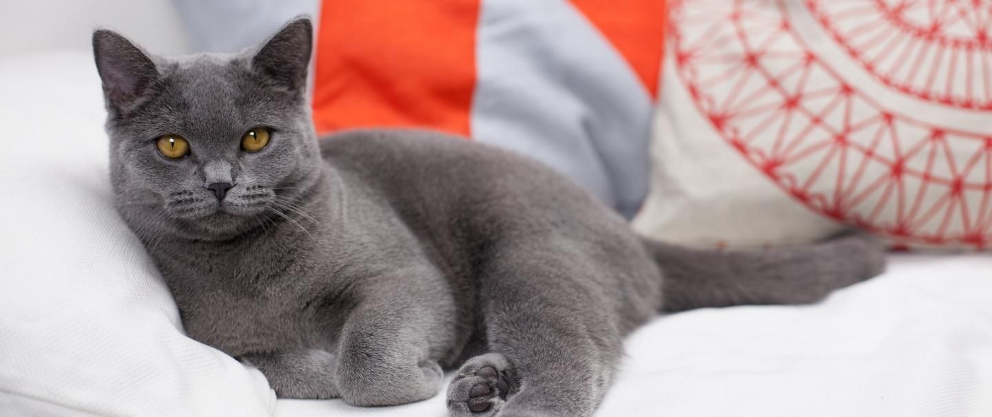 Hypoallergenic cats cheap british shorthair