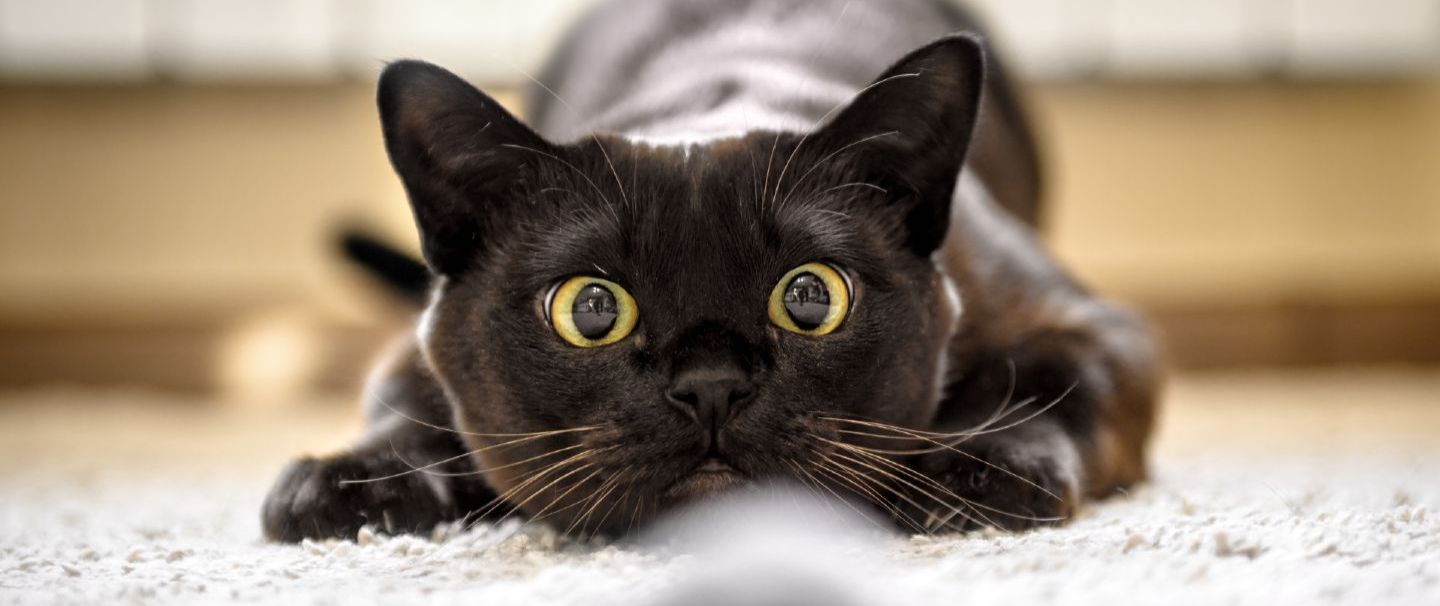 Burmese Cat Insurance and Health Advice Everypaw