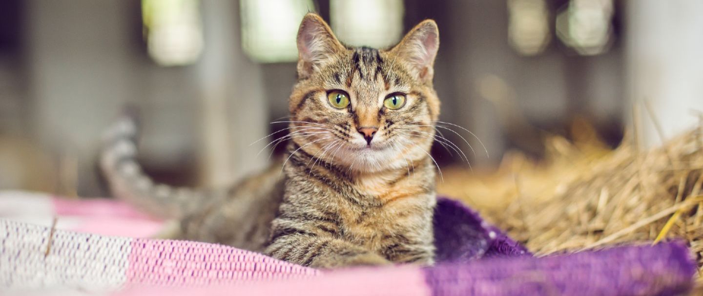 Domestic shorthair life shop expectancy