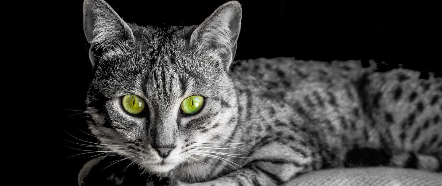 Egyptian sales mau hypoallergenic