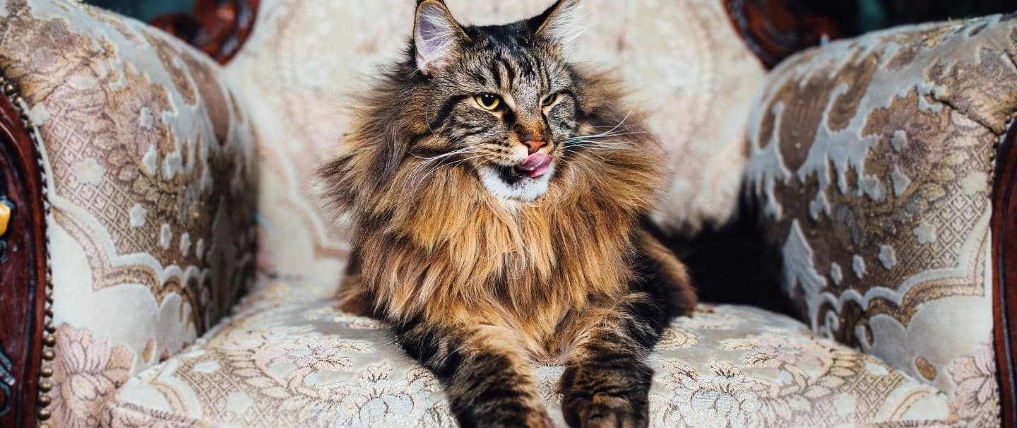 Pet Insurance Cover and Quotes Everypaw