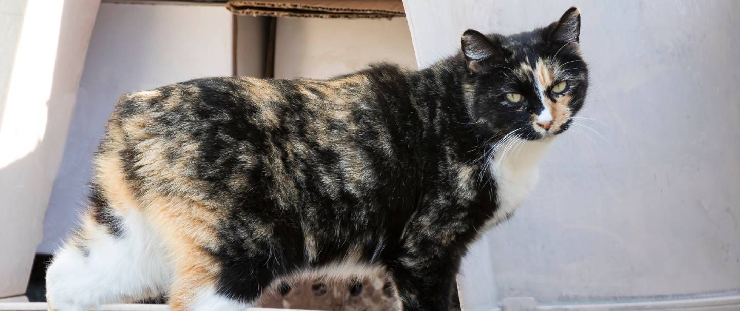 Manx Cat Insurance and Health Advice Everypaw
