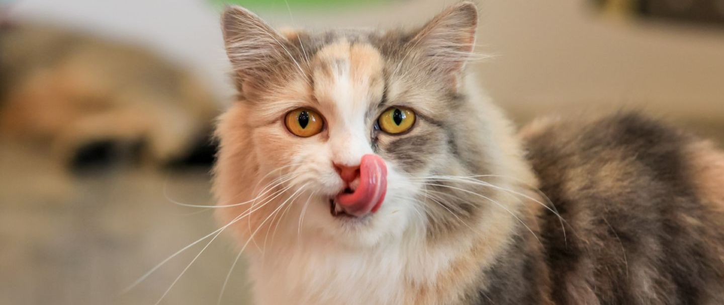 Munchkin Cat licking its lips