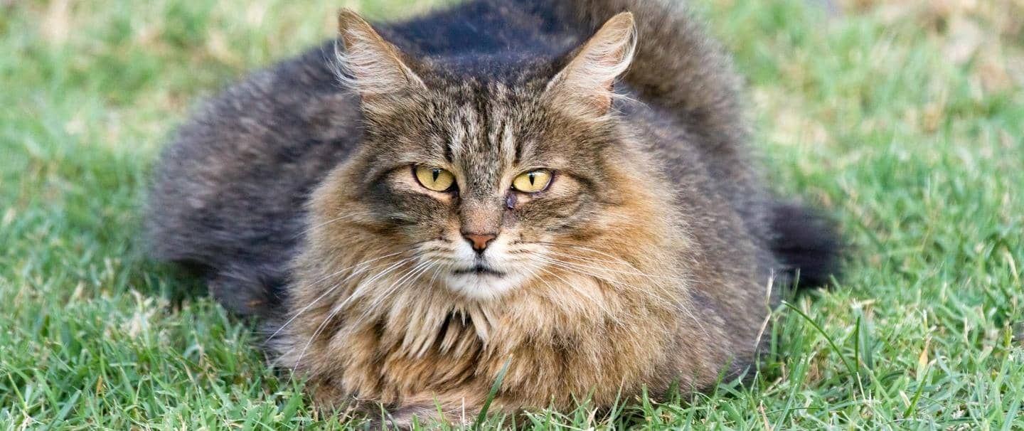 A Norwegian Forest Cat lying down