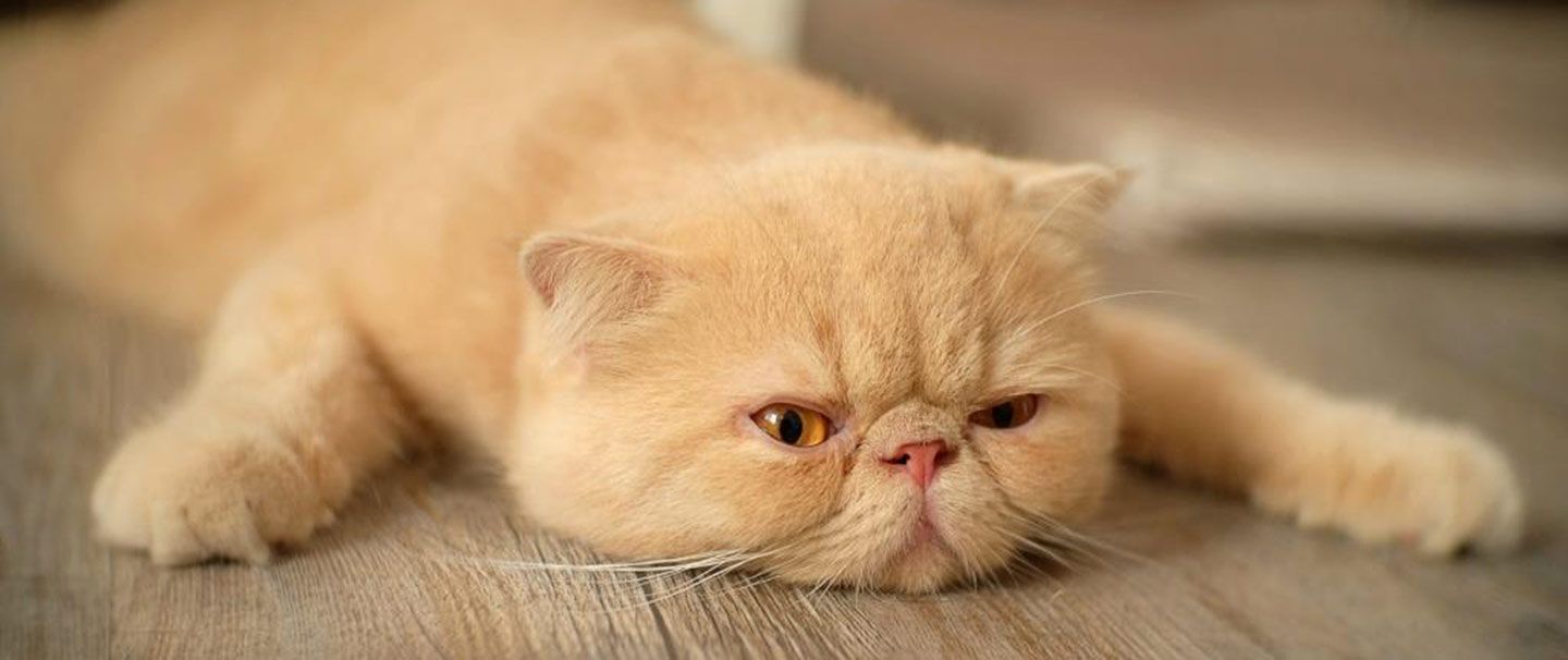 A ginger Persian Cat lying on the floor