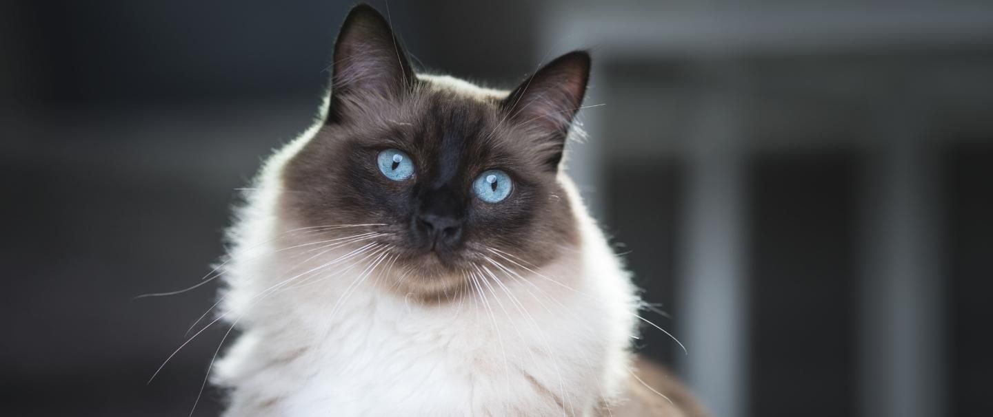 Ragdoll Cat Insurance and Health Advice