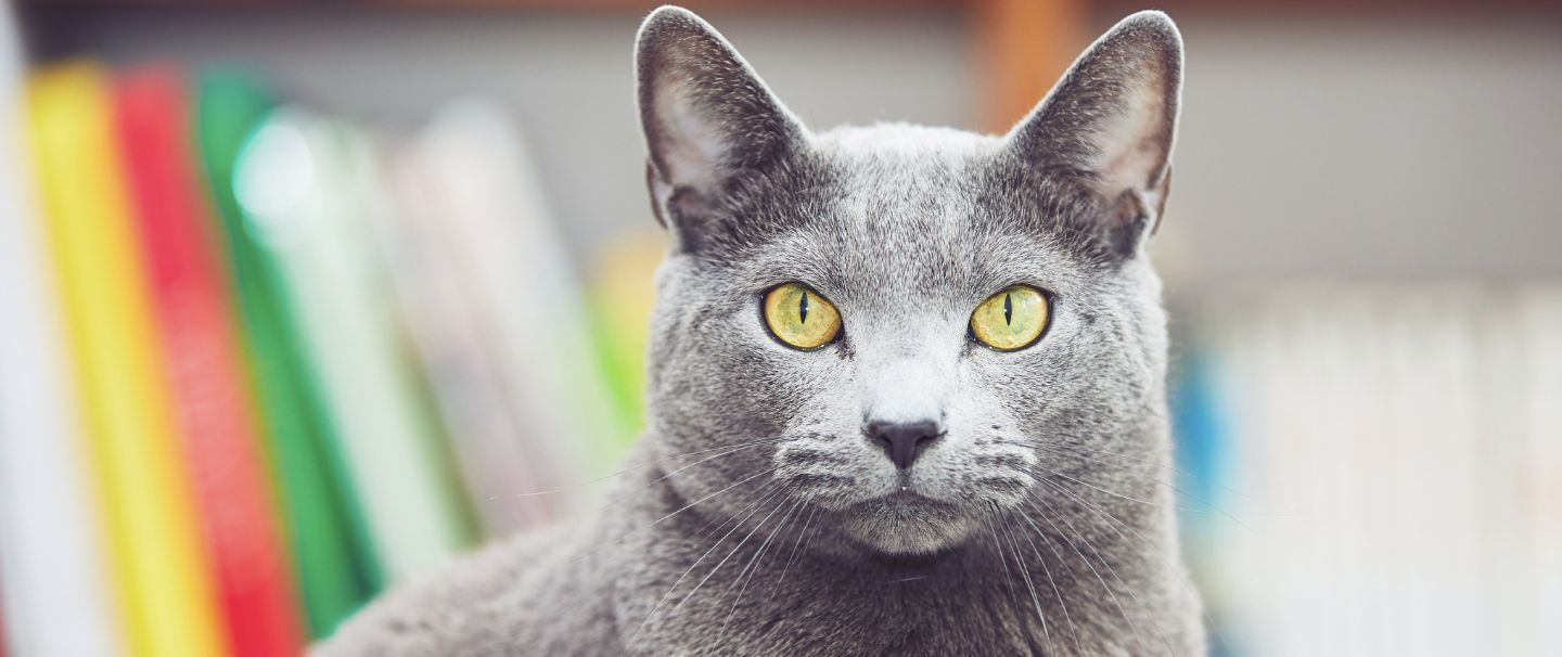 Russian blue 2025 cat allergies