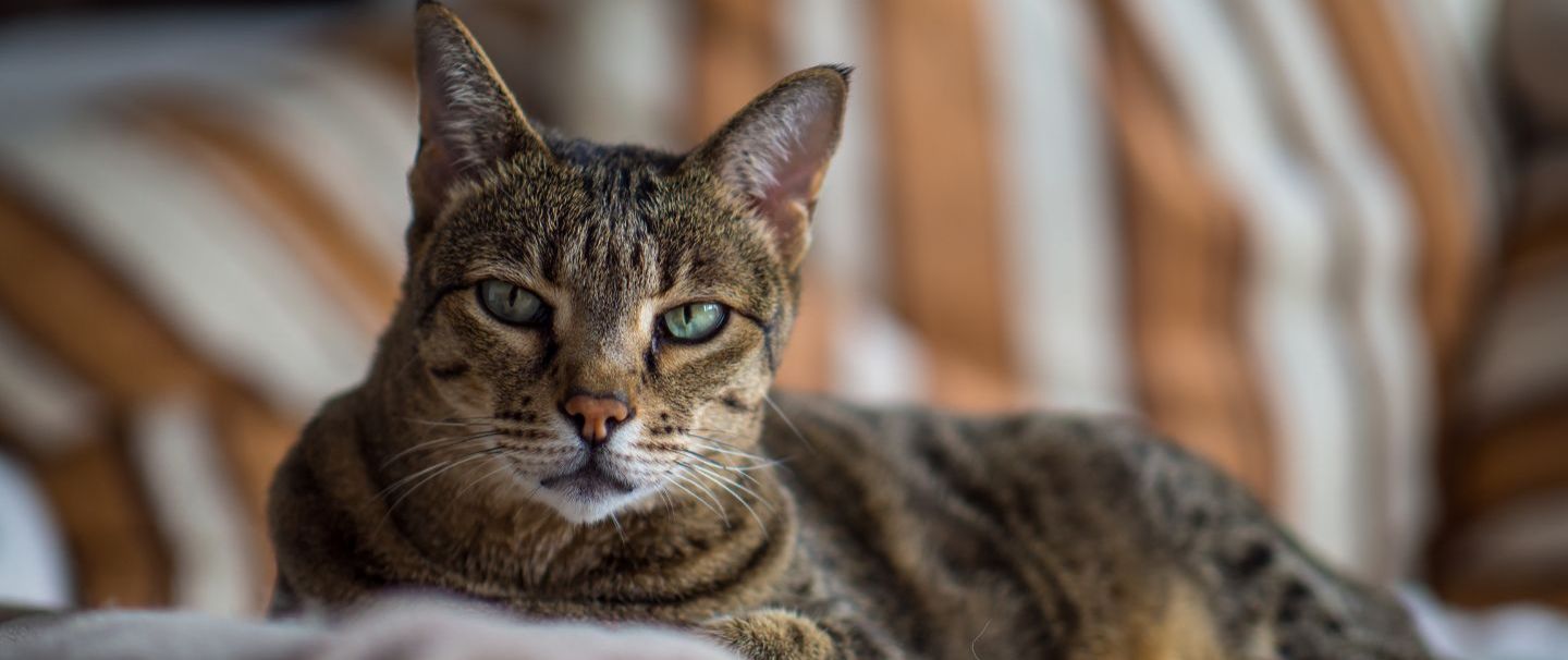 Savannah cat blue eyes 2025