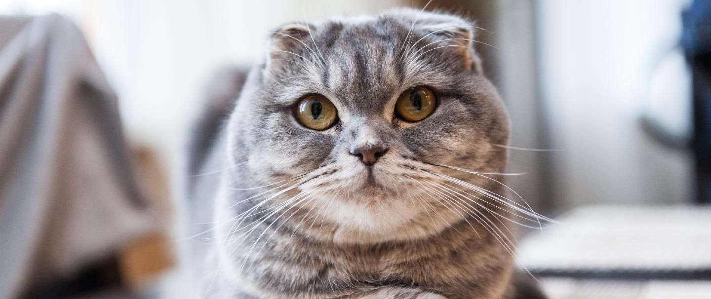 Scottish Fold Cat looking into the camera