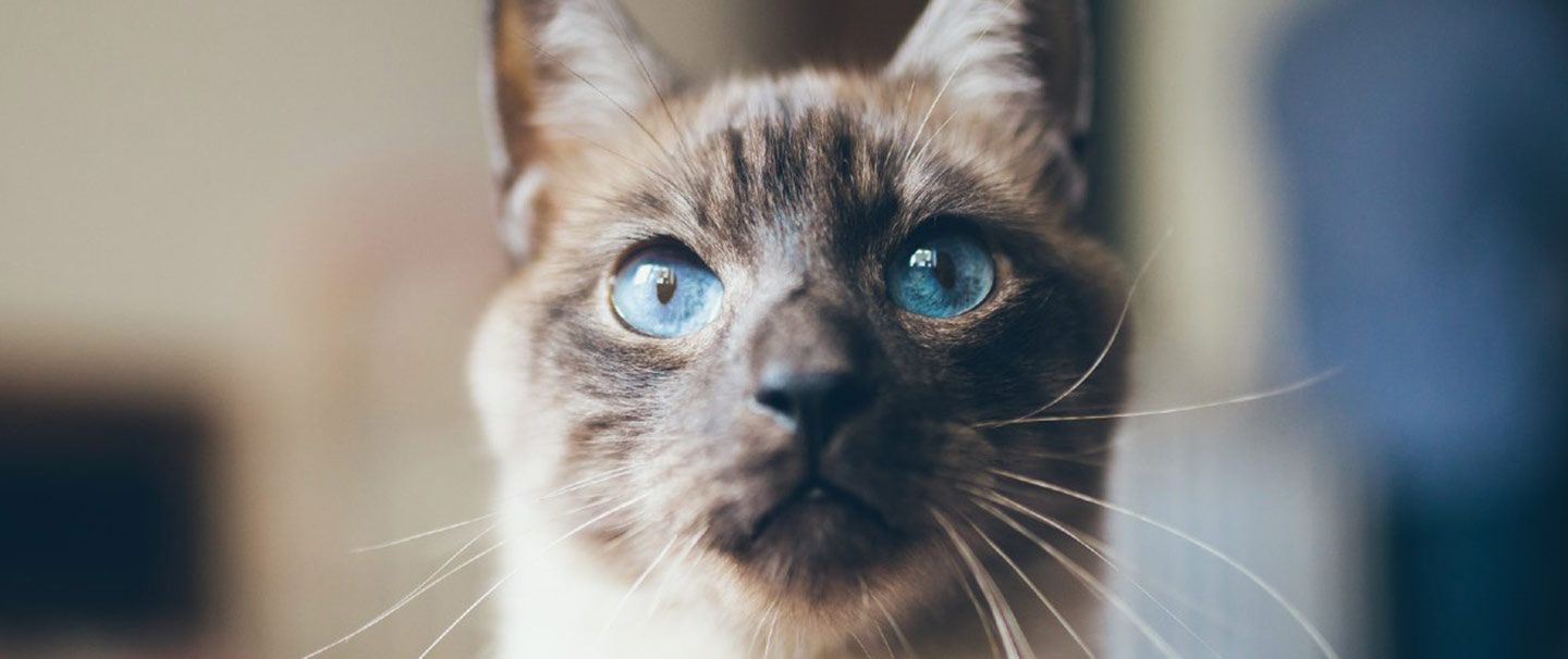 Siamese Cat with big blue eyes