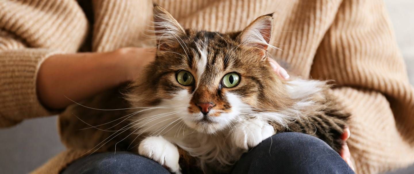 Siberian Cat Insurance and Health Advice Everypaw