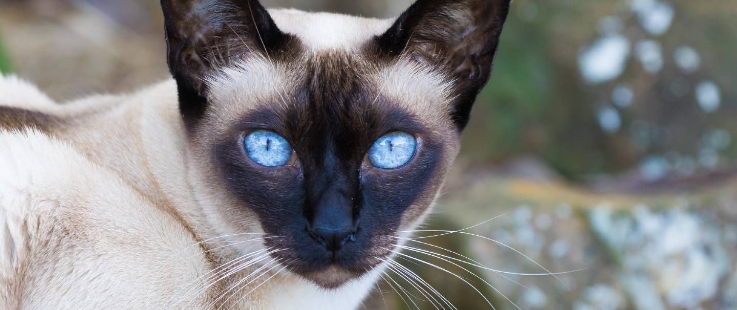 Tonkinese kittens sales near me