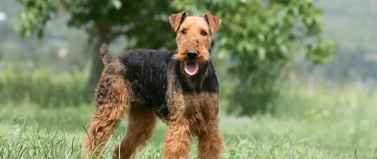 A happy Airedale Terrier 