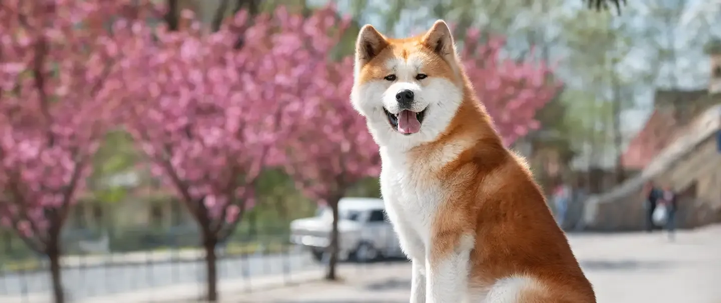 A happy Japanese Akita Inu
