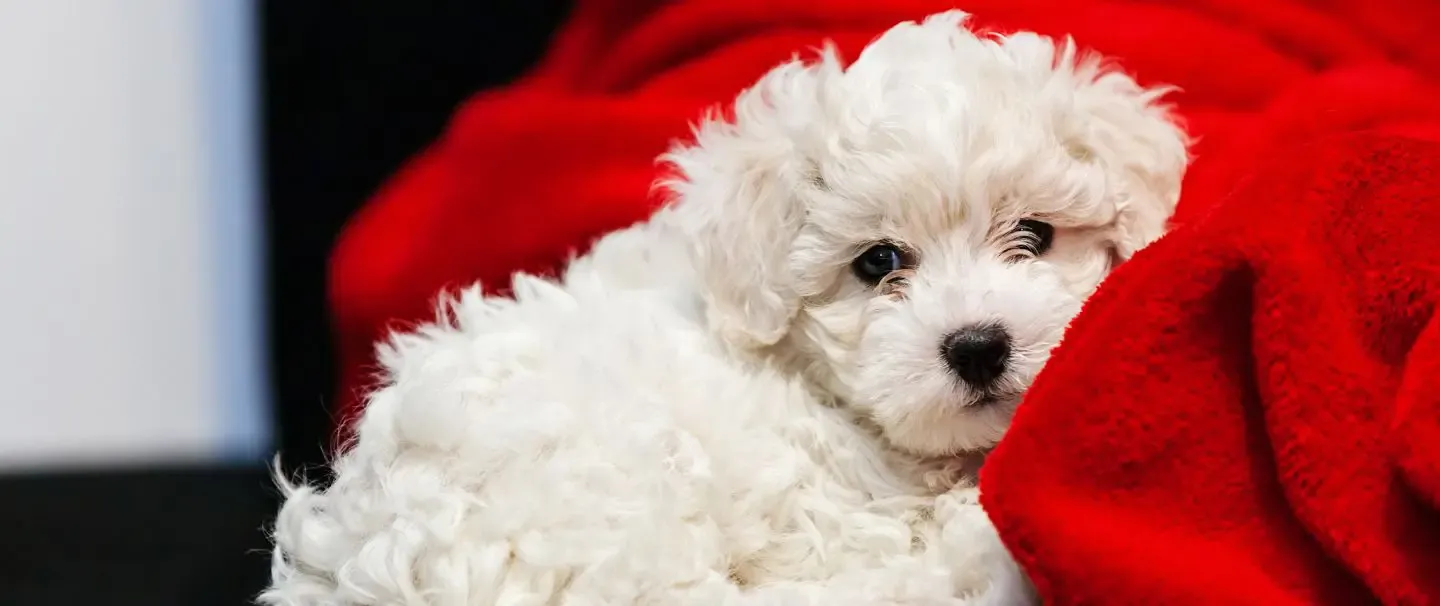 A store bichon puppy