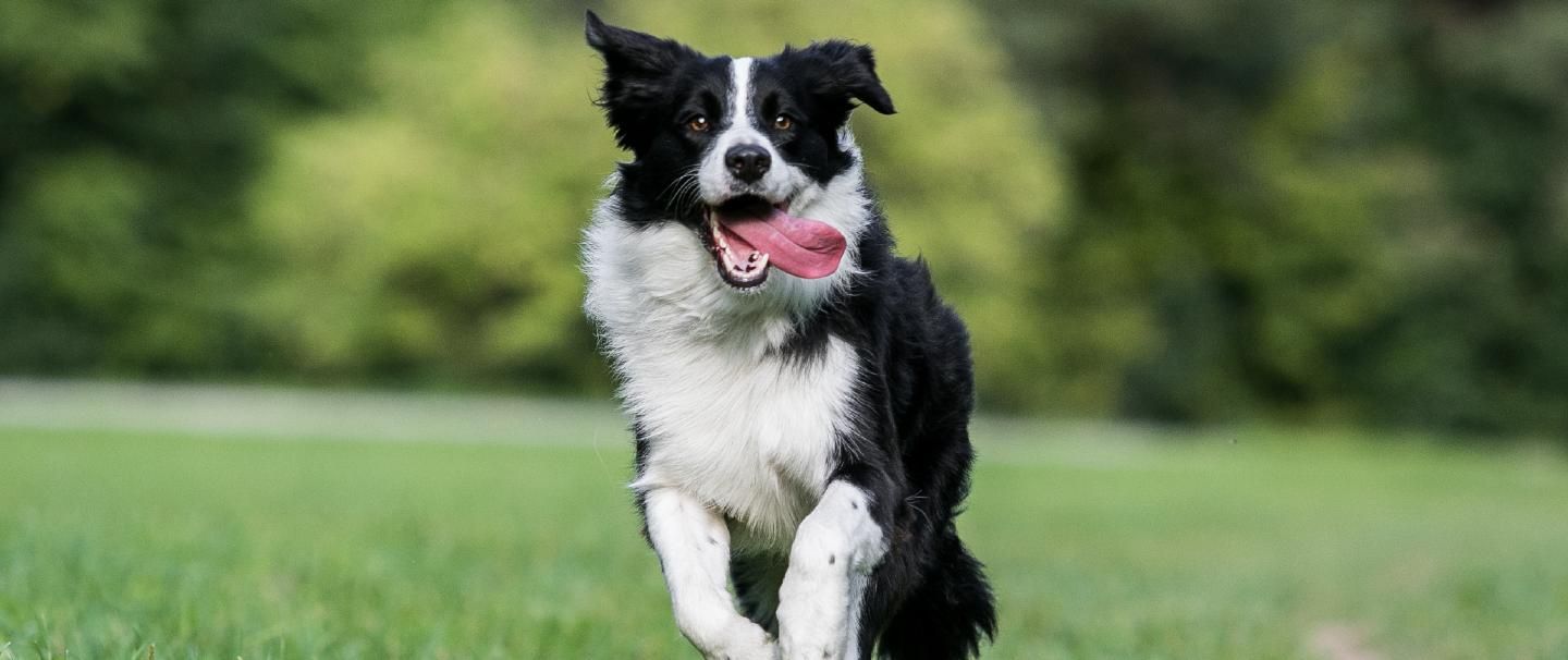 Seizures in best sale older border collies
