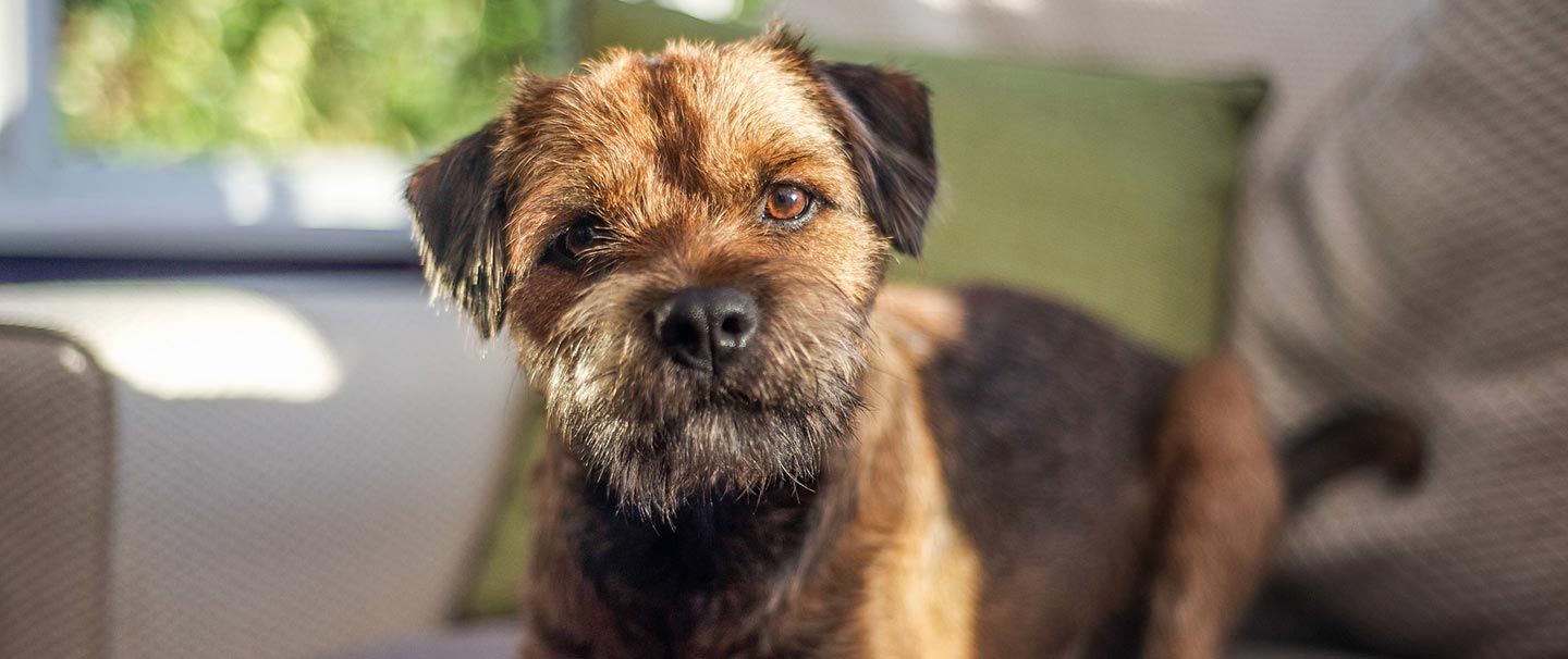 should i wash my border terrier