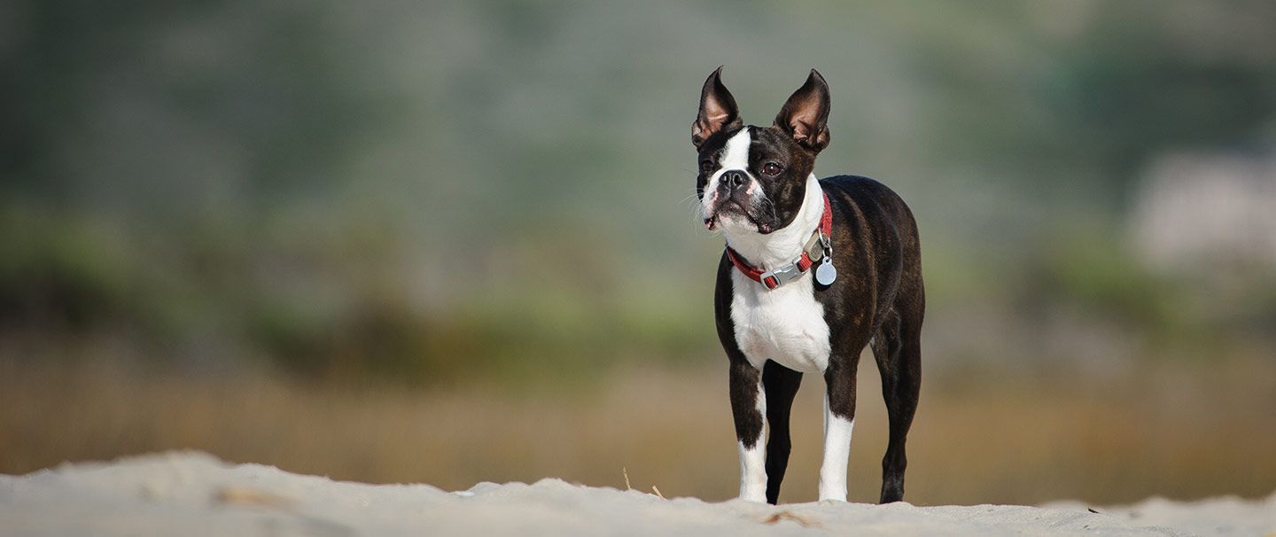 A Boston Terrier standing on a beach