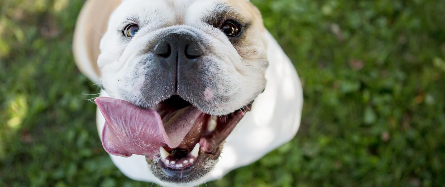 Bulldog wrinkle care on sale