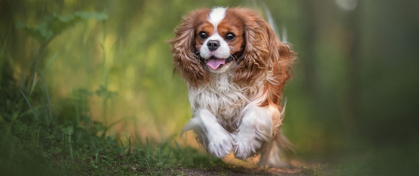 Pet Insurance Cover And Quotes Everypaw pet-insurance-cover-and-quotes-everypaw