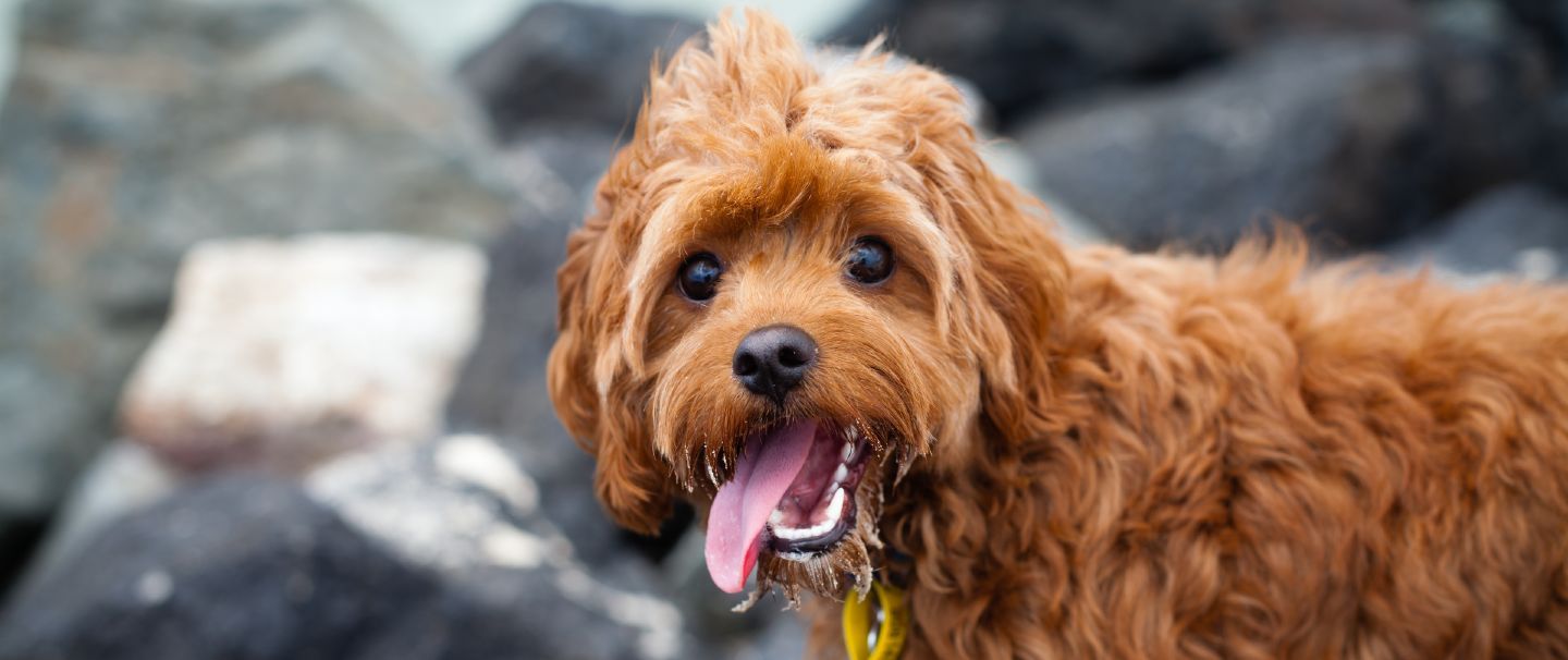 Cavapoo are they best sale hypoallergenic