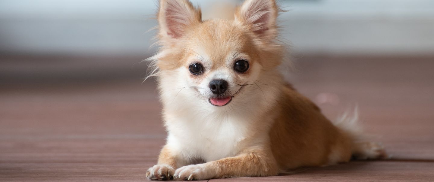 Looking after chihuahua shop puppies