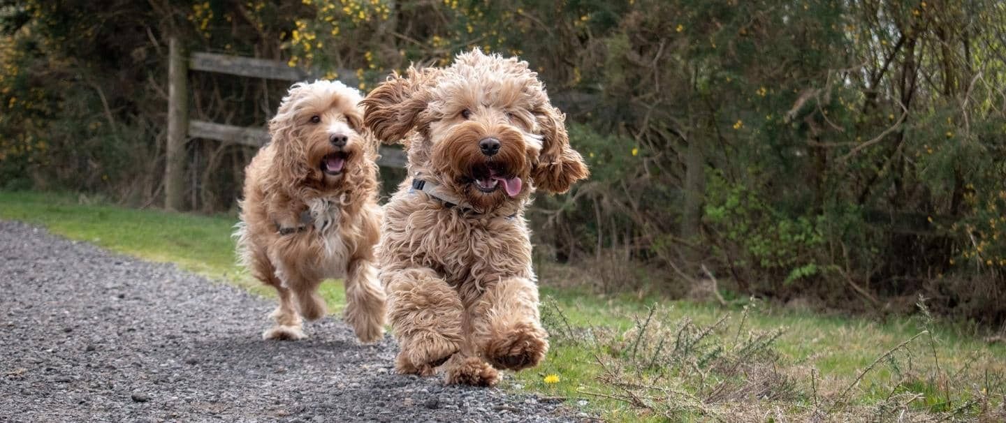 are cockapoos hypoallergenic