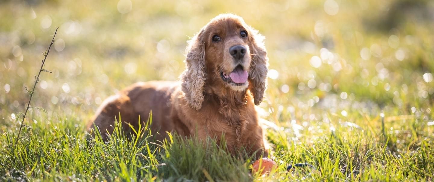 Cocker spaniel discount chewing paws