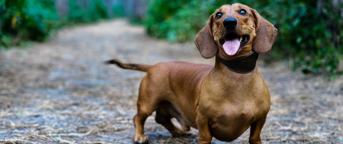 A happy Dachshund on an outdoor path