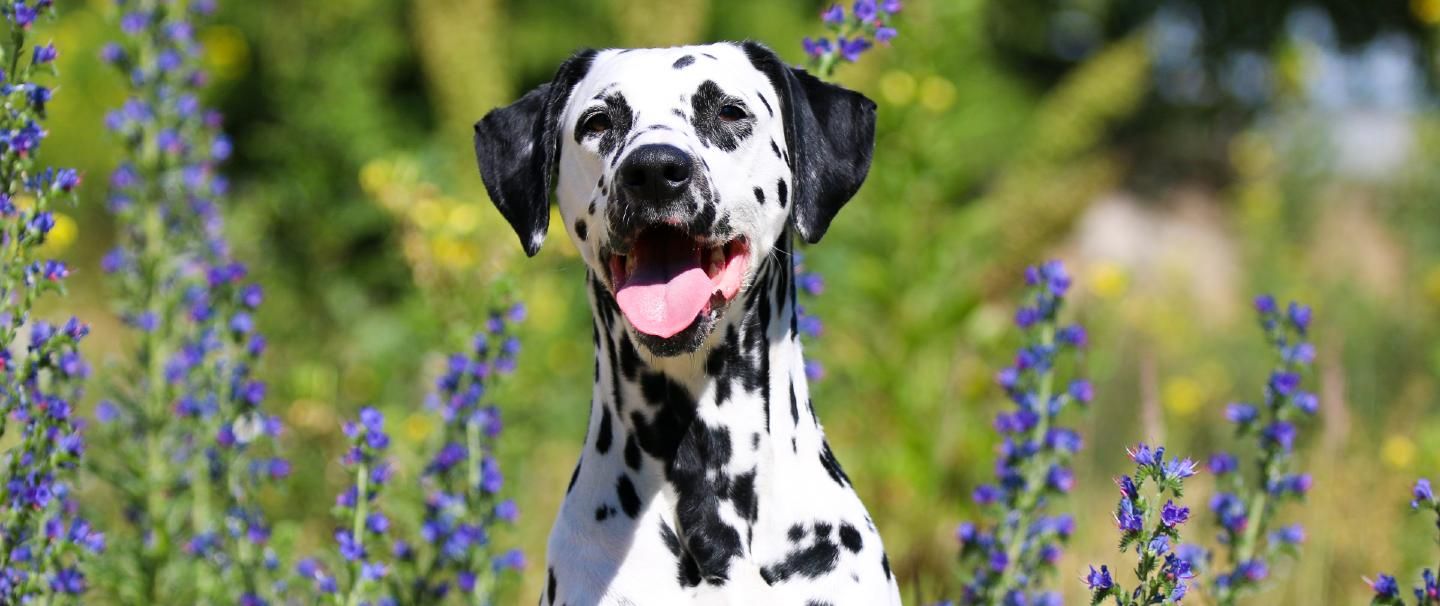 A happy Dalmatian in a field