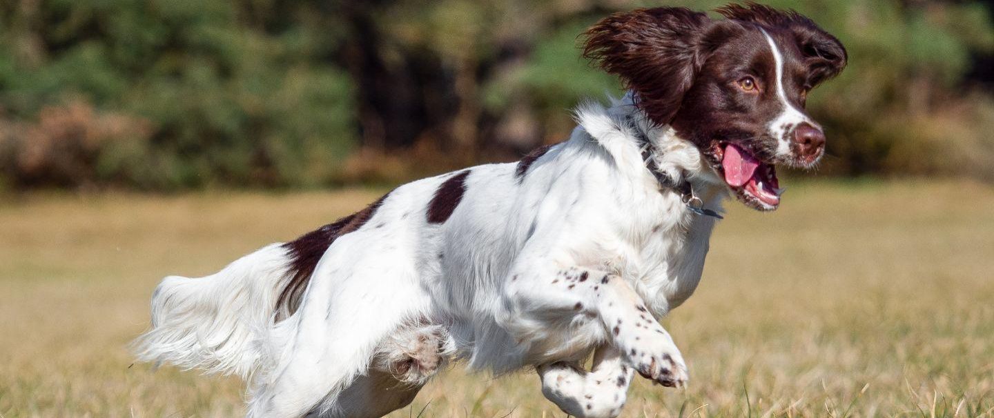 Living with hotsell a springer spaniel