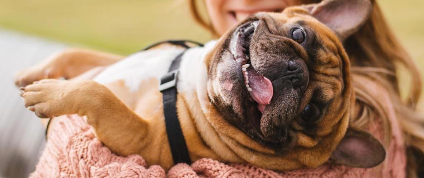 French Bulldog Insurance and Health Advice Everypaw