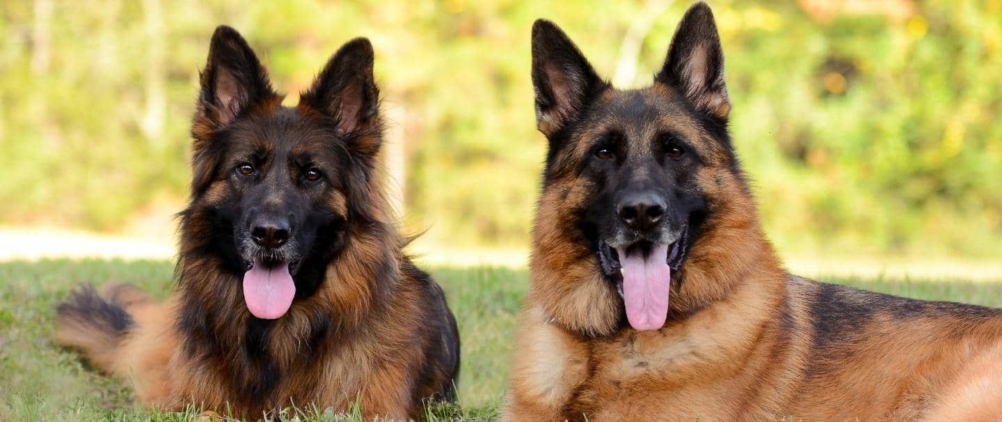 German shepherd anxiety medication shop