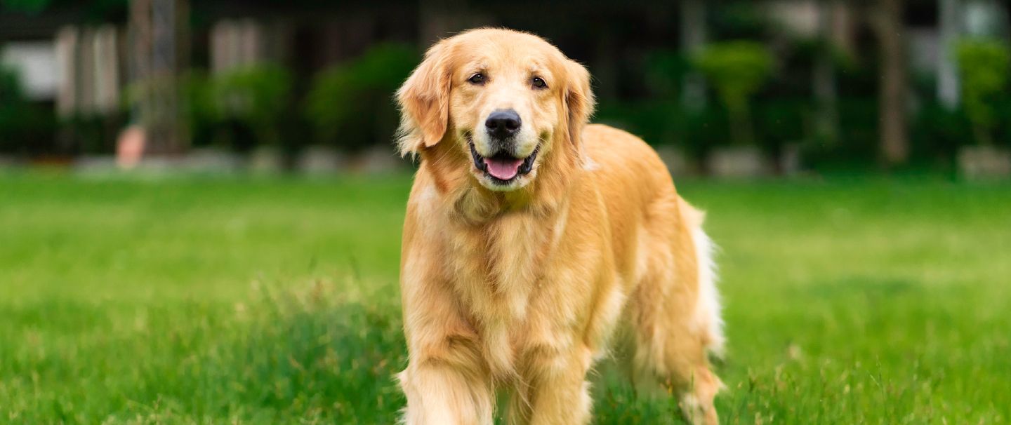 A happy Golden Retriever lying in the garden