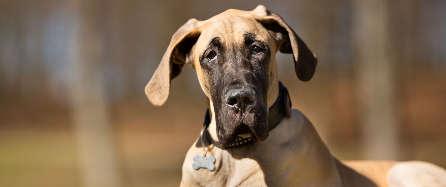 What are great danes used for sales
