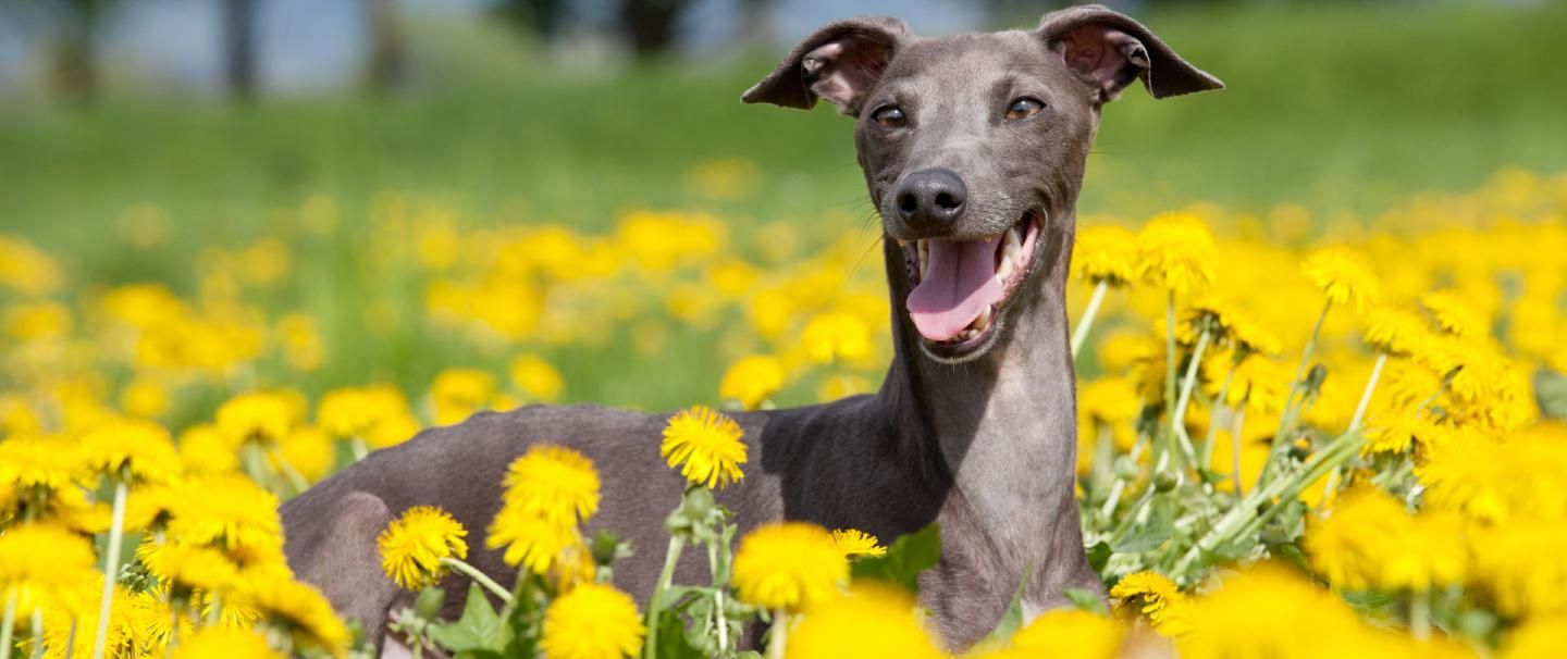 A smiling Greyhound in a field of yellow flowers