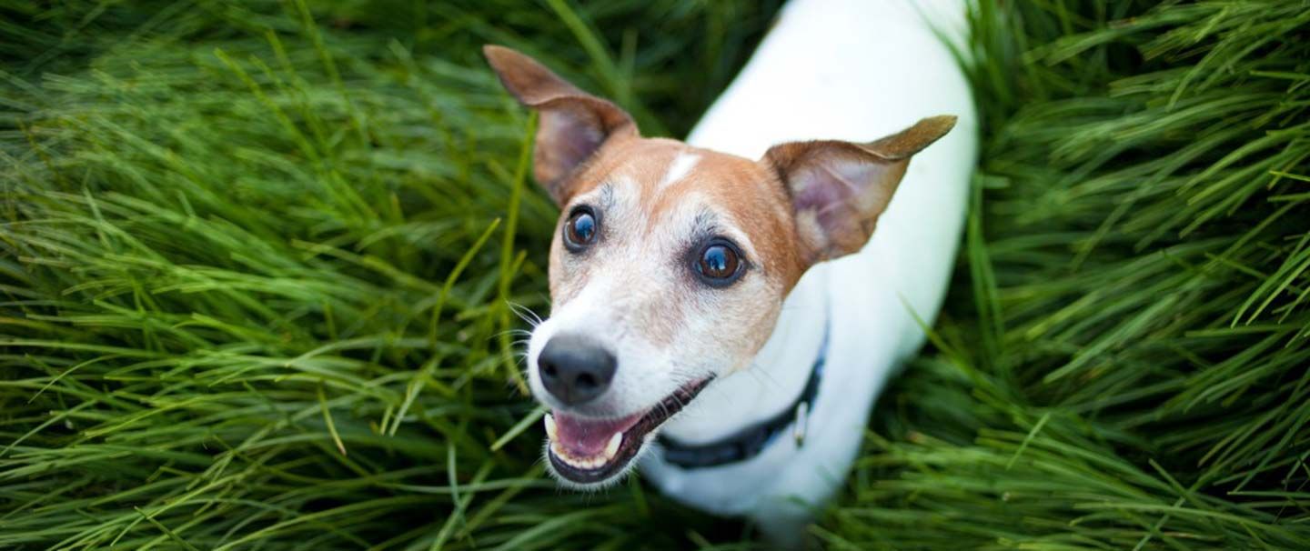 A cute Jack Russell in long grass