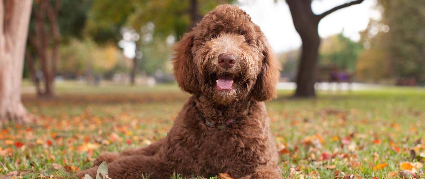 What does a store labradoodle look like