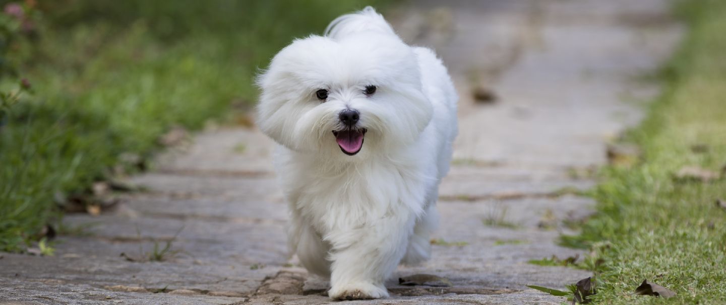 Happy maltese store