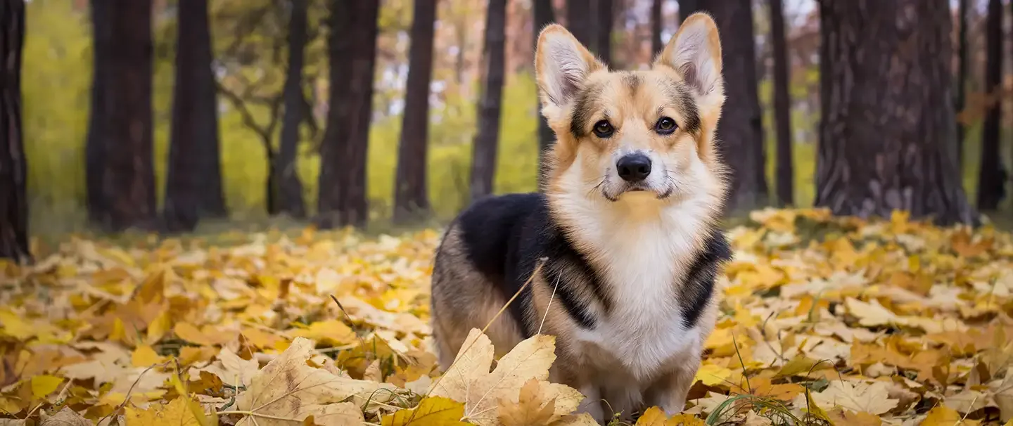 A very cute Pomeranian smiling