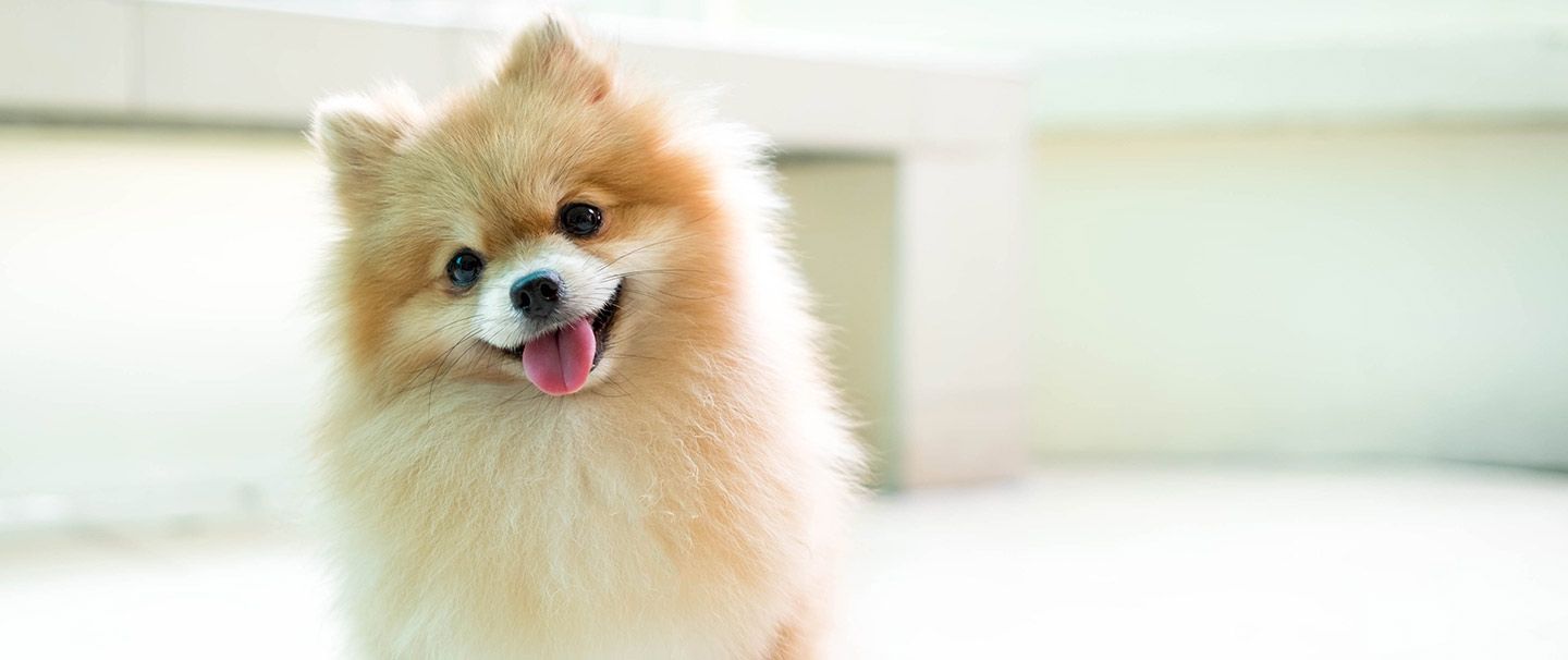 when can i bathe my pomeranian puppy