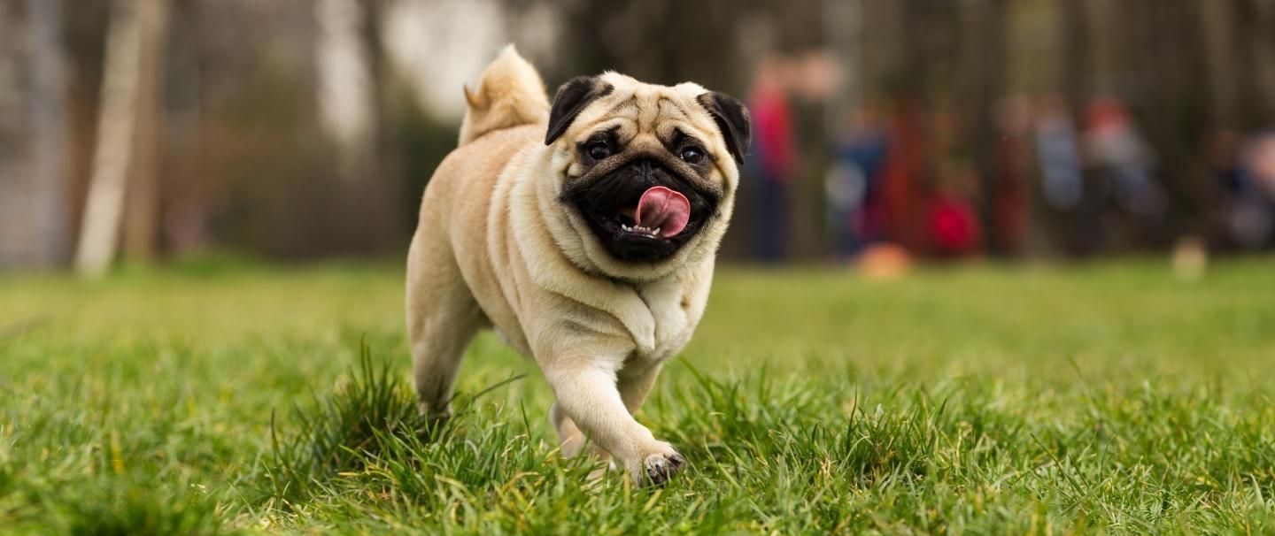 A Pug walking in the park with its tongue out