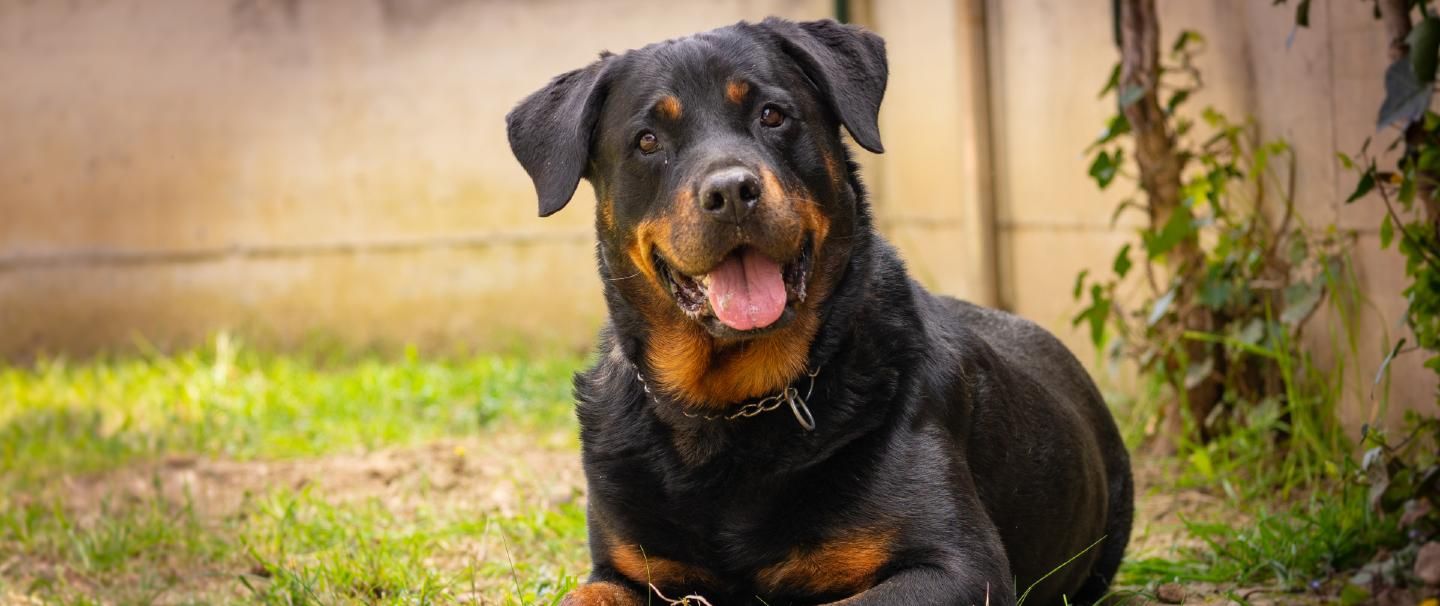 Rottweiler temperament calm top