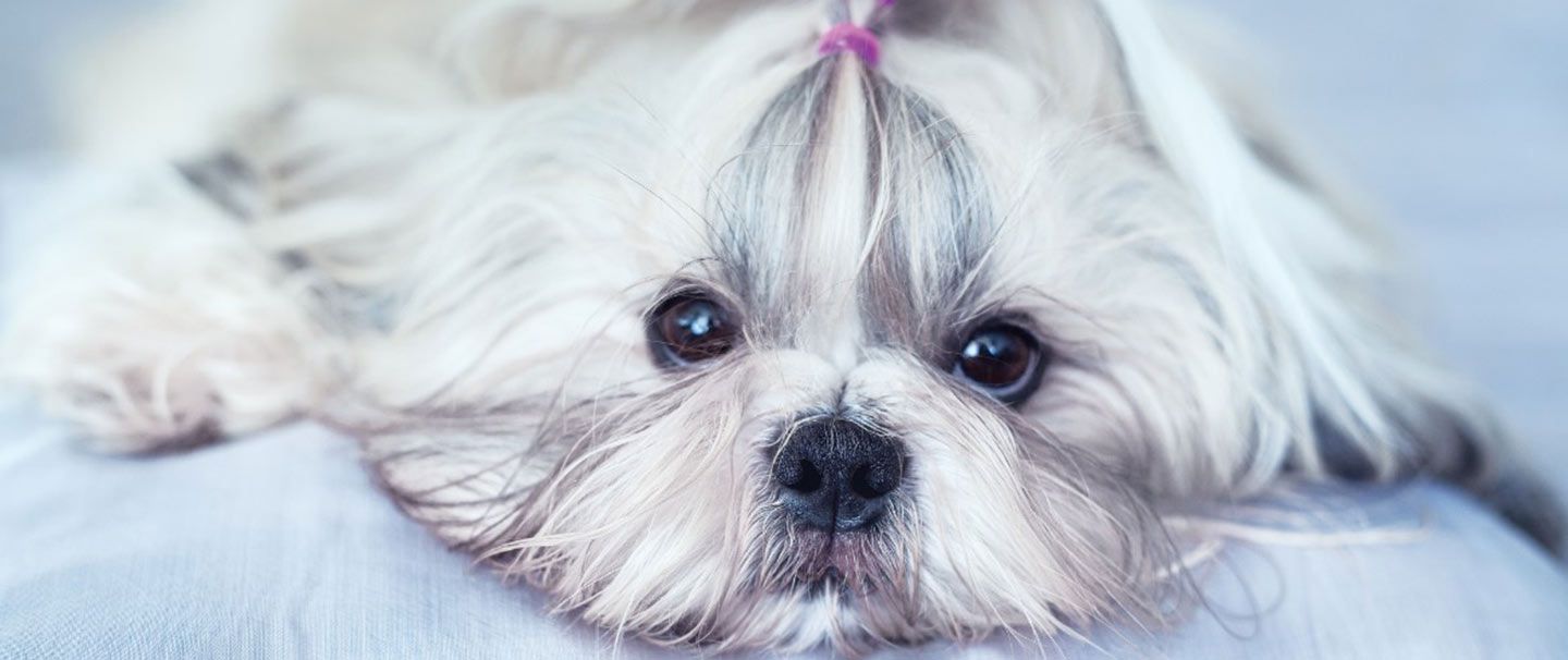 Shih tzu fast breathing hotsell