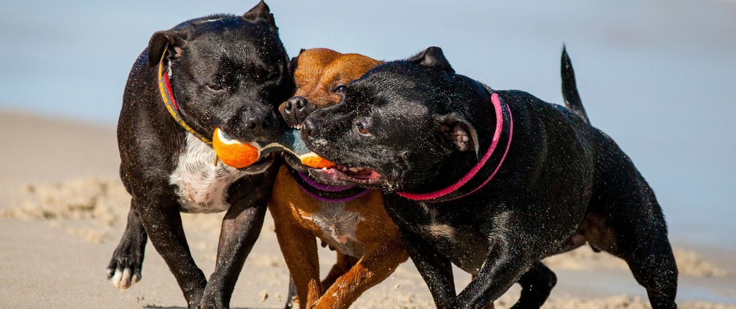 Staffordshire bull terrier aggressive online