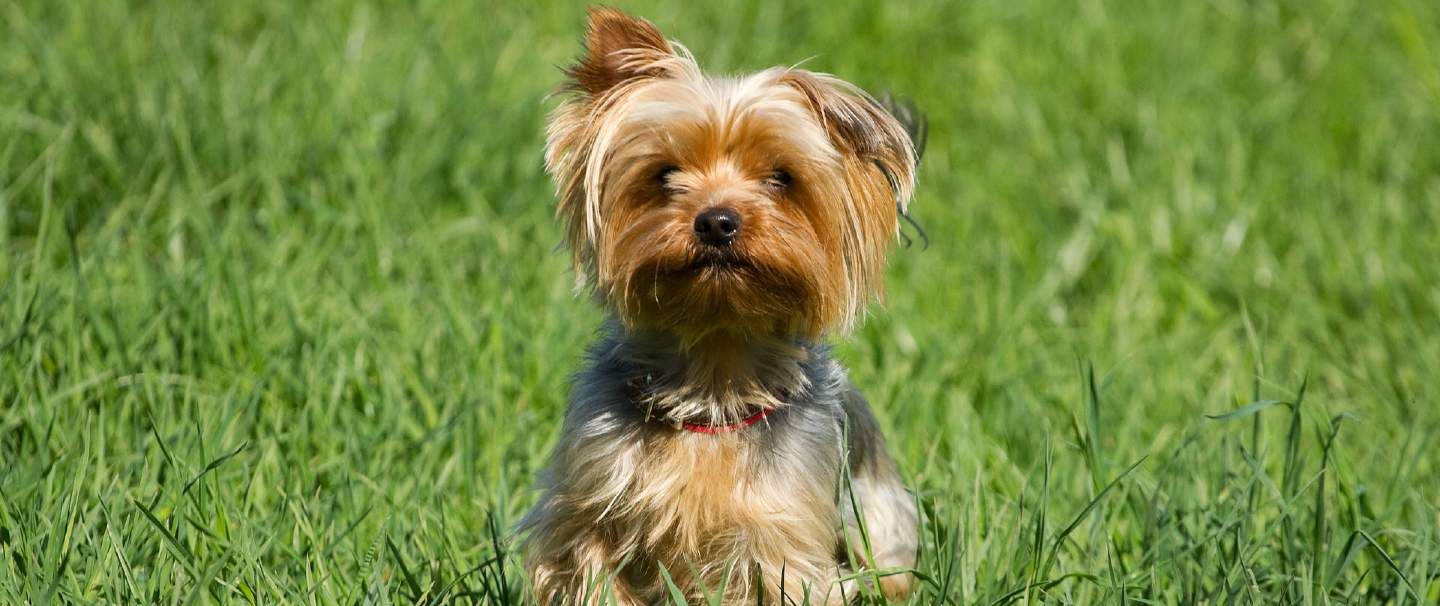 A little Yorkshire Terrier in a field