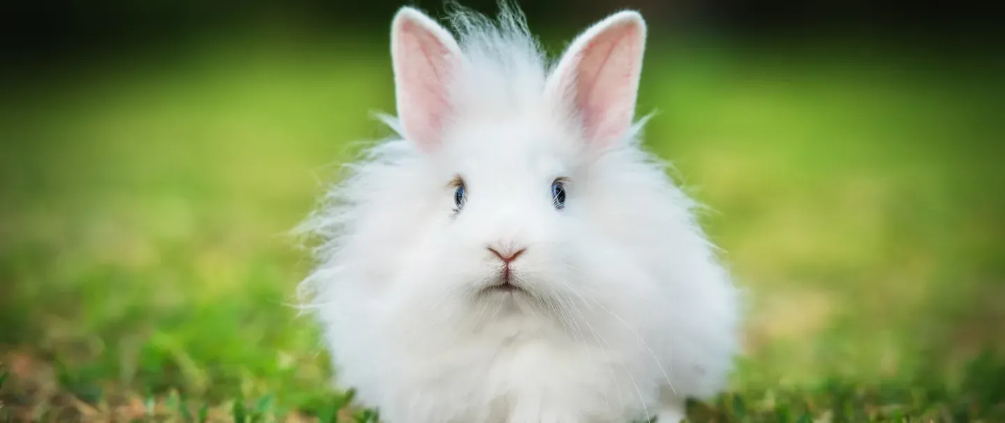 The angora rabbit hot sale