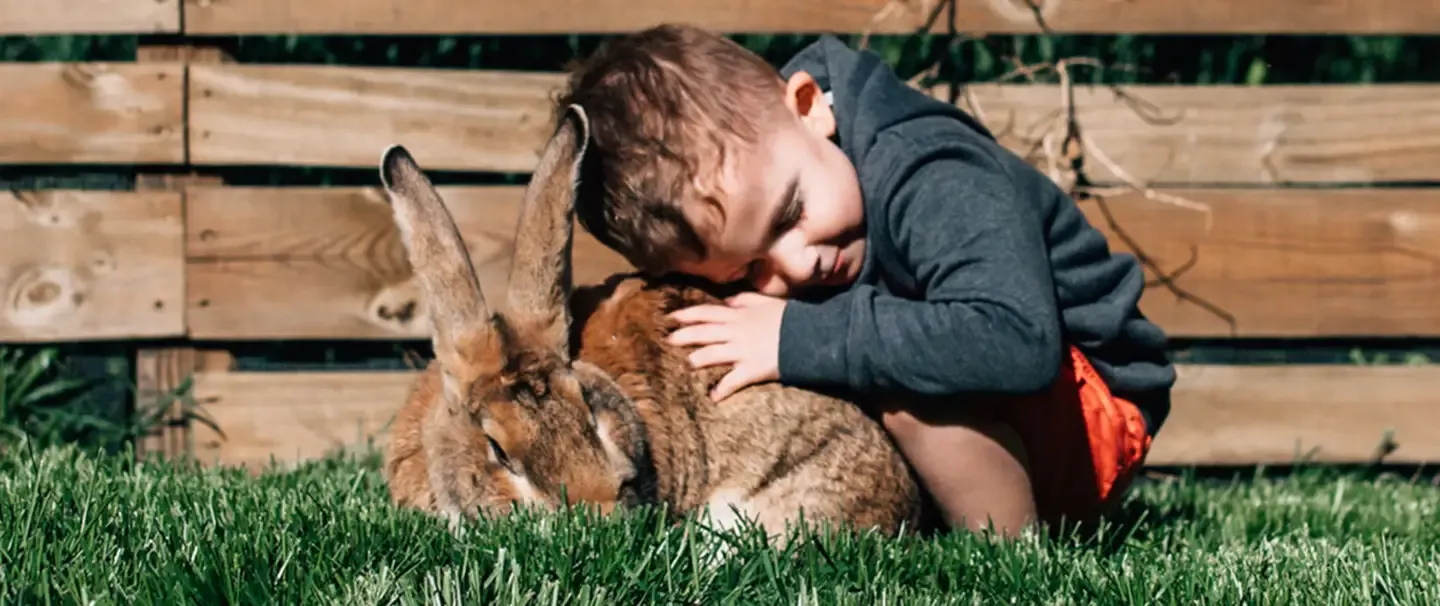 A little boy cuddling a British Giant Rabbit