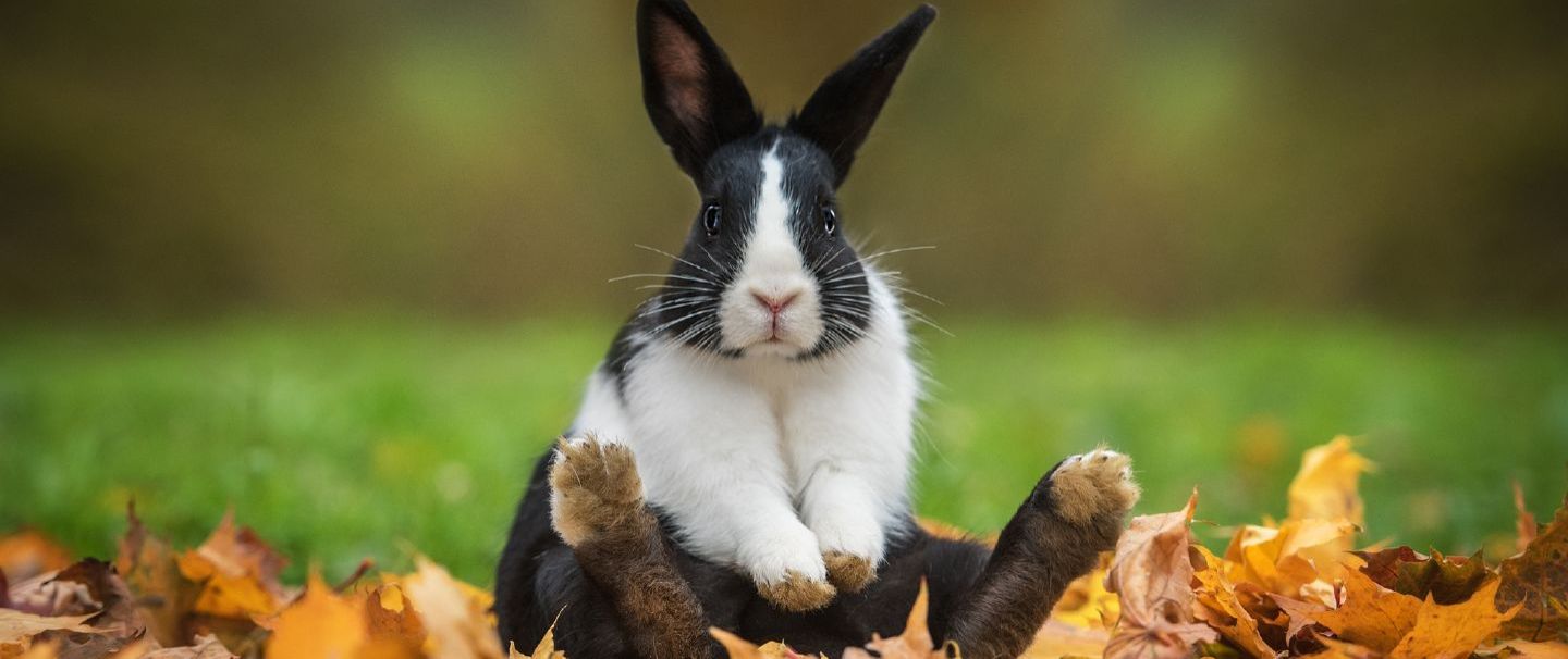 Dutch rabbit hot sale